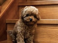 Toy Poodle Yavrusu