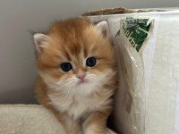 Evinize Mini Aslan British Longhair Geliyor Golden Ny12
