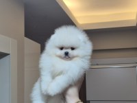 AYICIK YÜZ ORİJİNAL IRK POMERANİAN BOO