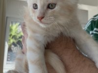Dünyanın en güzel Maine Coon yavruları burada!