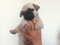 Pug Yavruları A Kalite Tüm İllere Gönderim
