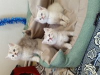 British shorthair yavrularımız yeni yuvasını arıyor