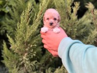 Maltipoo Yavrularımızı Canlı Görerek Alabilirsiniz