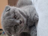 Scottish Fold Yavru Kediler