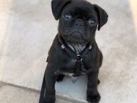 Erkek 2 aylık pug sahiplendirilecektir