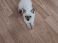 Blue Point British Shorthair