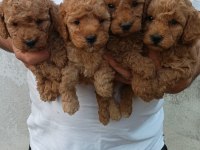 Toy poodle yavrular ırk sağlık garantili