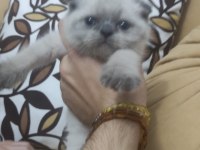 50 günlük Scottish fold ve British Shorthair