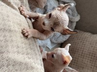 HEMEN SAHİPLENDİRİLECEK SPHYNX YAVRULARIMIZ