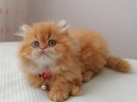 Portakal Şekeri Bebek iran kedisi