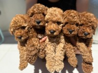 Bayram şekerleri poodle yeni yuvalarını arıyorlar
