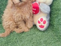 Sahiplendirme toy poodle 65 günlük