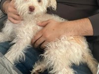 1 Yaşına Eğitimli Dişi Maltipoo