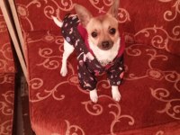 Chihuahua sahiplendirme