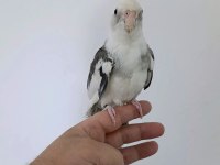 White face konuşan erkek sultan papağanı