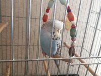 Kalite muhabbet kuşu beslemek isteyene
