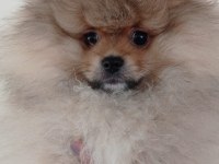 Teddy bear safkan erkek pomeranian