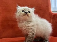 BRİTİSH VE SCOTTİSH CİNS KEDİLER