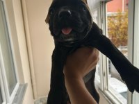 Cane corso estetikli 1 aylık
