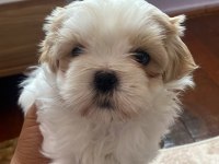 Muhteşem güzellikteki shih tzu yavrular