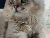 ücretsiz sahiplendirebilecek chinchilla