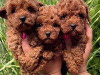 Toy poodle puppy