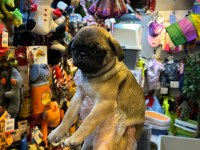 Aron Güvencesi İle Yurt Dışı Girişli SAFKAN PUG