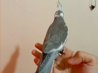 50 günlük full evcil renk güzeli sultan papağanı