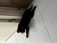 3 aylık dişi rrottweiler yavrumuz