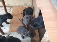 Safkan Cane Corso Yavruları