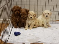 Müthiş Uygun Fiyatlara Orjinal Toy Poodle Yavrular