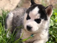 Sibirya kurdu Husky