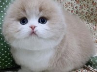 Scottish Fold Yavrularımız Evinizin Neşesi Olacaktır