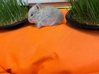 HOLLANDA LOP TAVŞANI GELMİŞTİR