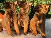 Orjinal Belçika malinois yavrular