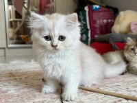 Sağlıklı ve oyuncu british longhair bebekler