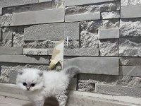 British longhair erkek (açıklamayı okuyunuz)