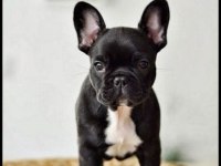 A KALİTE FRENCH BULLDOG YAVRULARIMIZ