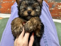 Terrier Yorkshire