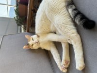 Tekir kedimiz (balım)