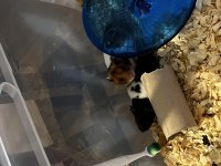 Antalya içi Acil Hamster Ücretsiz Sahiplendirme