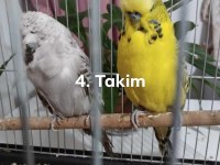 Show Jumbo ve jumbo muhabbet kuşu