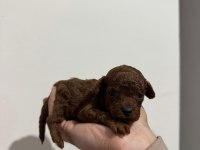 Kore poodle