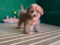 Maltipoo Bebeklerimiz Referans Yavru