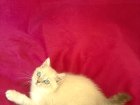 Tatlı bir erkek british shorthair bebiş
