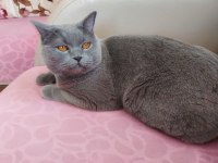 British shorthair uyumlu kedimiz
