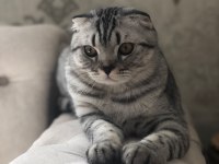 Şaşkına eş arıyorum scottish fold