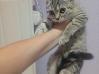 Çok acil sahiplendirme