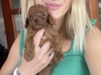 Renk renk Toy Poodle Yavrular