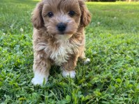 HER RENK MALTİPOO EĞİTİMLİ VE UYGUN